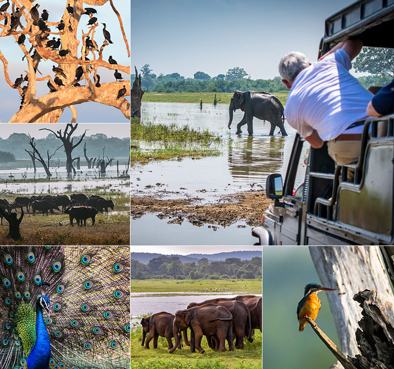 Day Tour — Udawalawa Safari